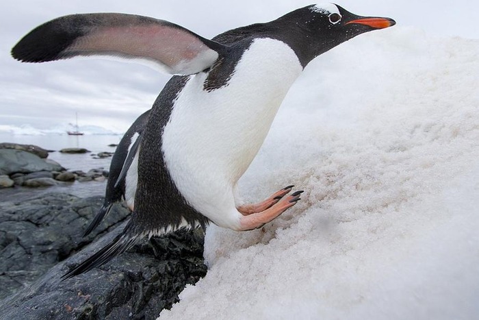 涼しそうなペンギン画像 