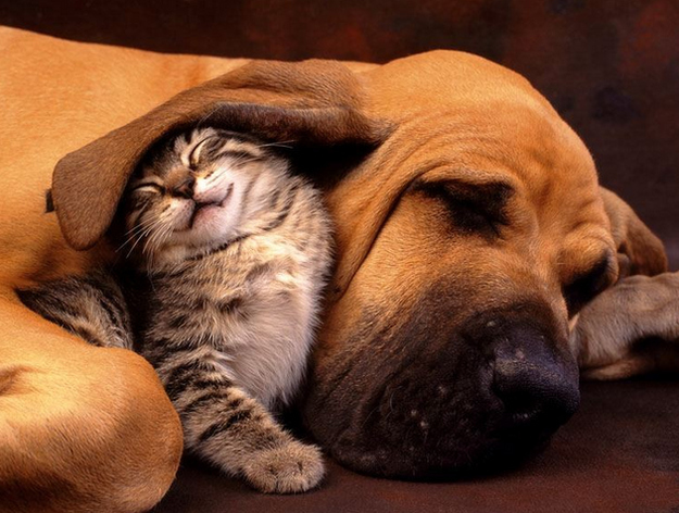 羨ましいくらいに仲のいい動物画像