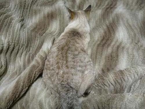 隠れるのが上手すぎる可愛い動物の画像