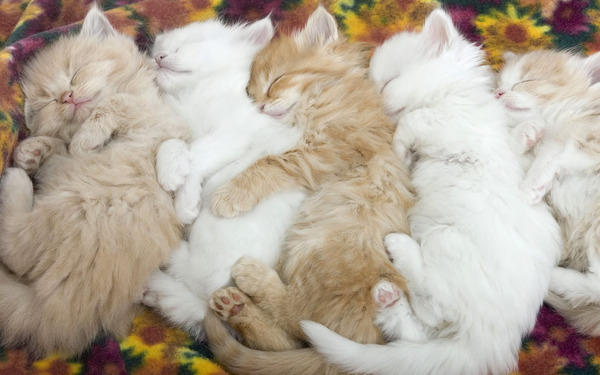 猫が寝ている姿が本当に可愛らしい写真