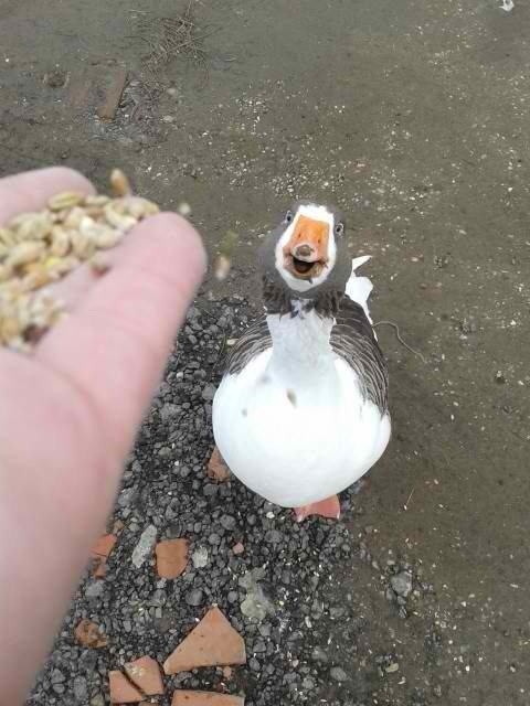 おねだり上手な動物たちの写真