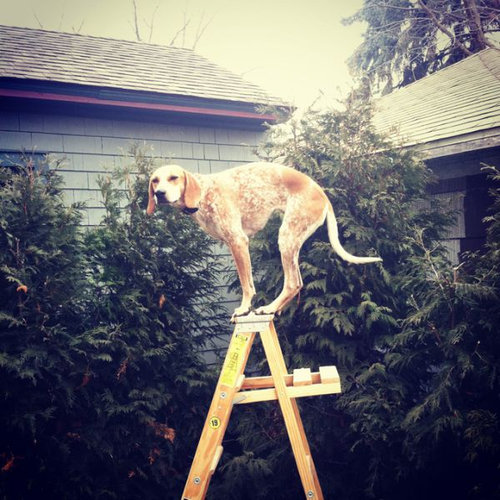 バランス感覚が凄い犬