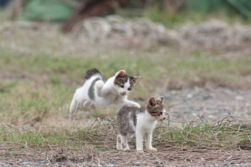 福岡にあった猫の島の写真