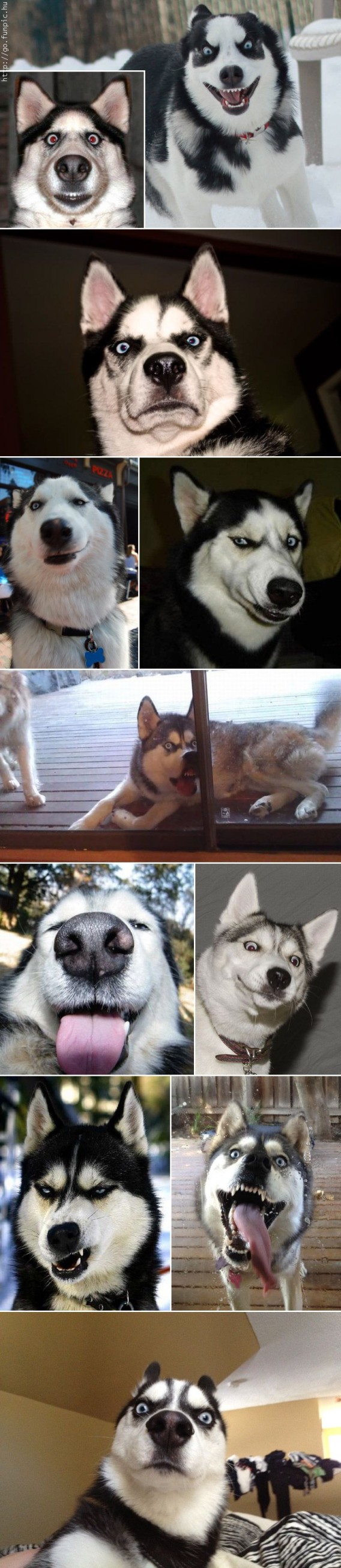 表情豊かすぎるハスキー、マラミュート犬の無敵な表情・ポーズ画像
