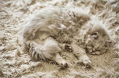隠れるのが上手すぎる可愛い動物の画像