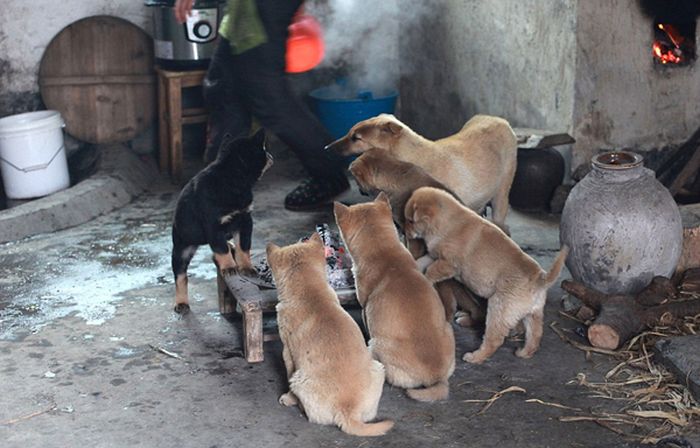 炭火で暖を取る子犬たちの可愛い写真