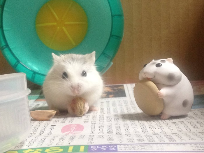 癒しハムスターの可愛い写真