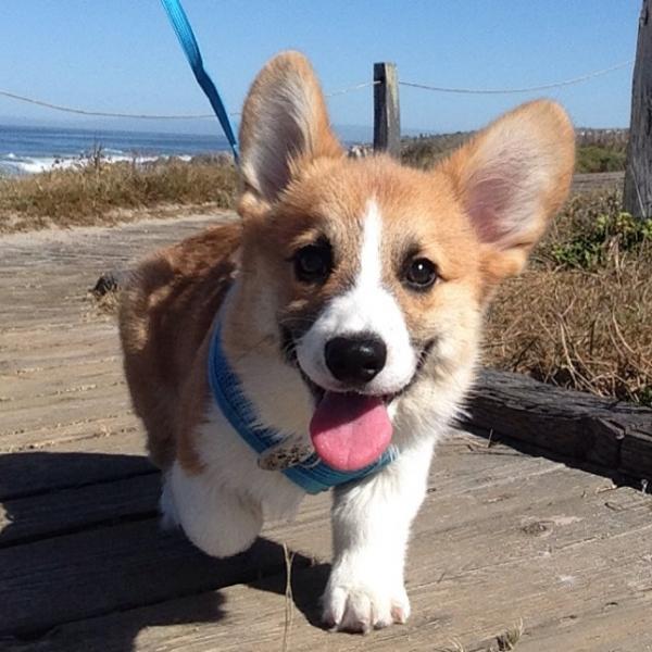 コーギー犬のやっぱり可愛い写真