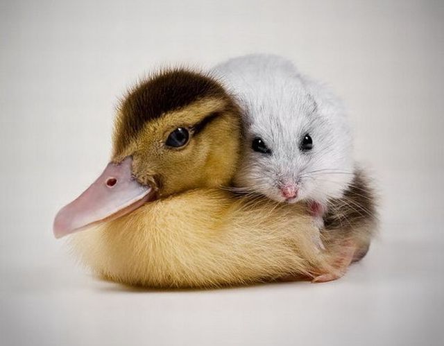 もう可愛すぎて何と言って良いのか分からない動物