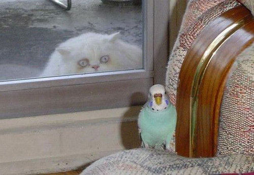 猫に狙われた完全ロックオンされた写真