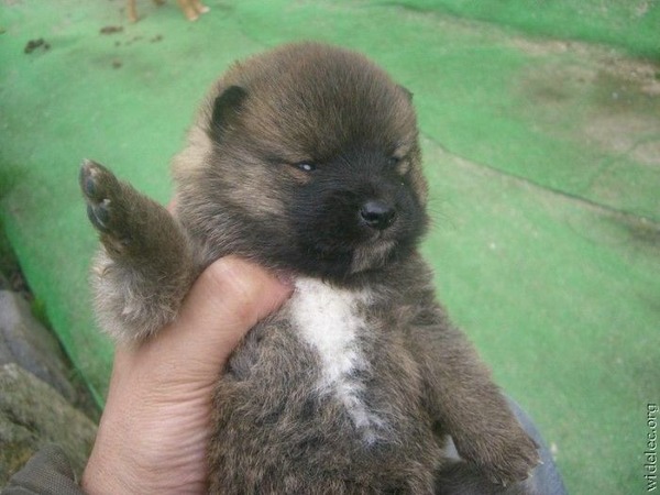 本当に可愛すぎて癒される子犬の写真