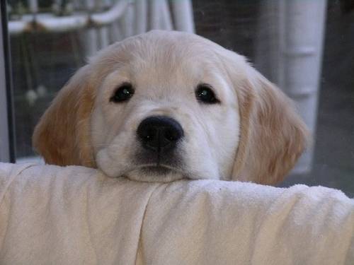 犬がちょっと寂しそうな顔をしている写真