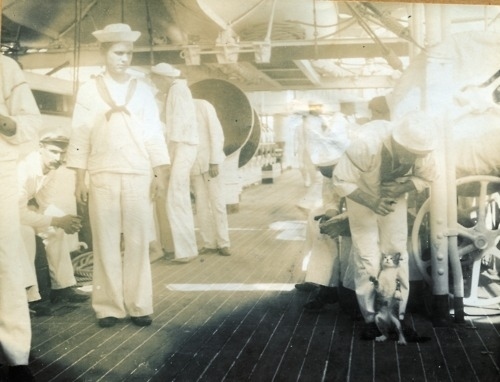 軍艦に乗る猫の歴史的写真