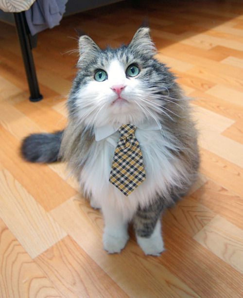 コスプレが似合いすぎるオシャレ犬・猫の写真