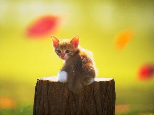 子猫の可愛い赤ちゃん