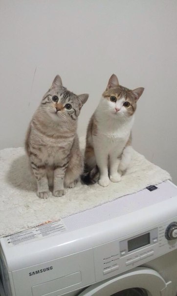 やっぱり可愛い猫の画像