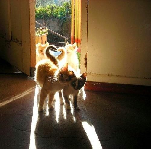 幸せを呼ぶハートマークを持つ猫と犬の写真
