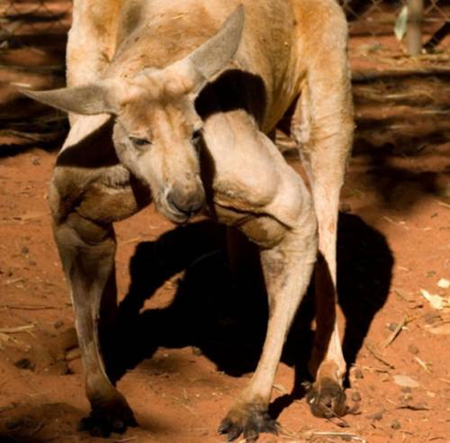 マジで馬鹿にできないカンガルーのパワー写真