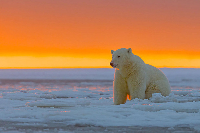 ホッキョクグマとアラスカの壮大な夕日が美しい写真