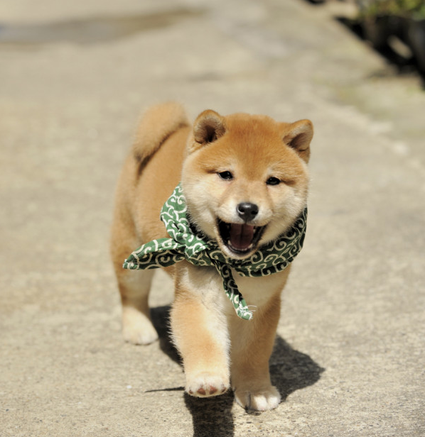 かわいい柴犬の画像