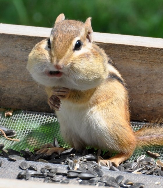 食欲のとどまるところを知らないシマリス