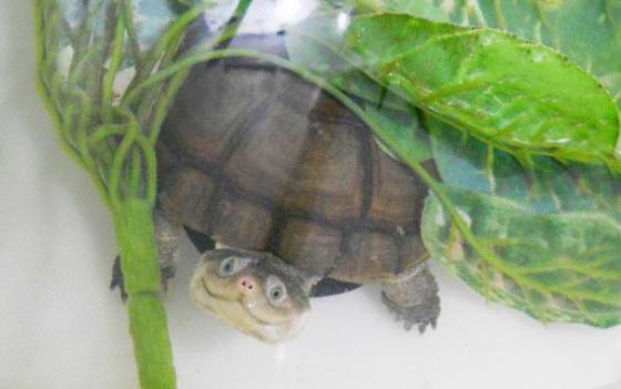 幸せそうに笑いすぎ！ニッコリ笑顔の動物たちの写真