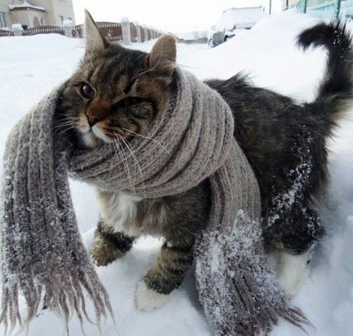 コスプレが似合いすぎるオシャレ犬・猫の写真