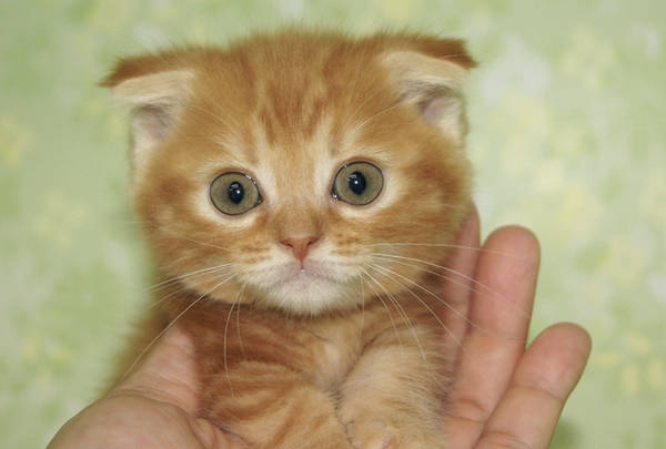 可愛すぎる！猫マンチカンの可愛い写真