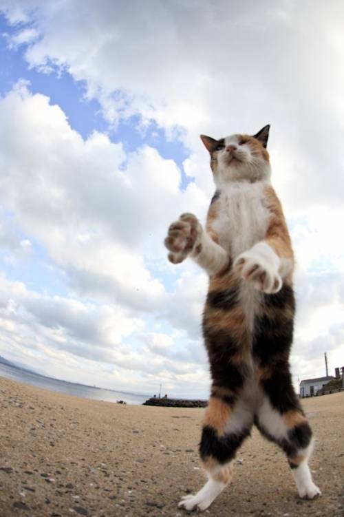 福岡にあった猫の島の写真