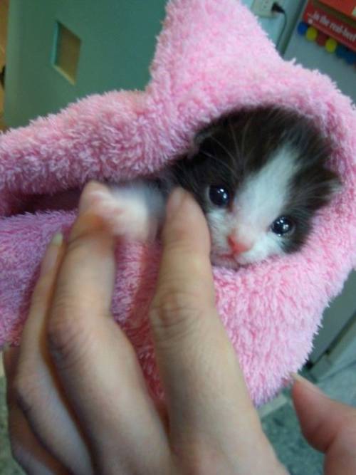 子猫の可愛い赤ちゃん