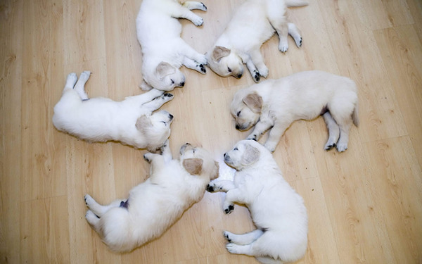 子犬の写真が本当に可愛すぎてワロタｗｗｗ写真