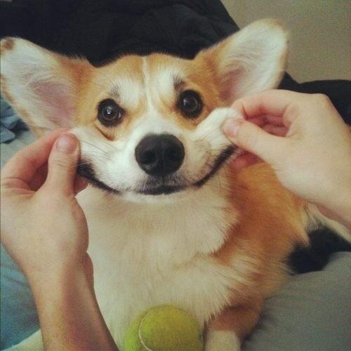 コーギー犬のやっぱり可愛い写真