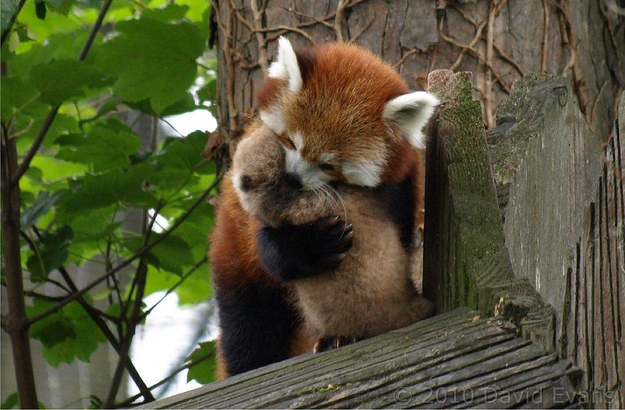 羨ましいくらいに仲のいい動物画像