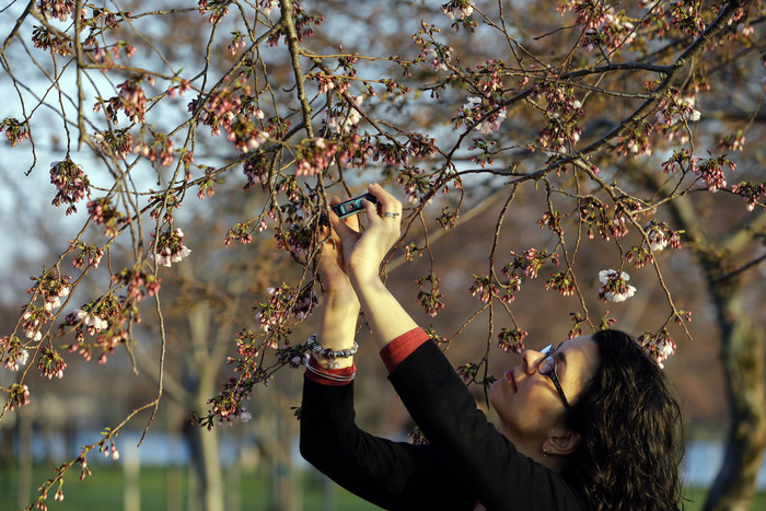 世界に咲く桜 