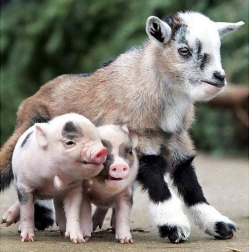 仲良しの動物カップルたちが可愛すぎる写真
