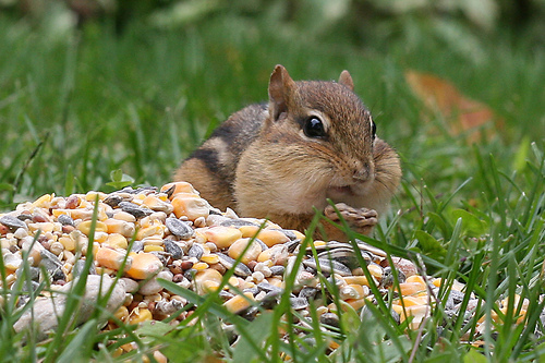 食欲のとどまるところを知らないシマリス
