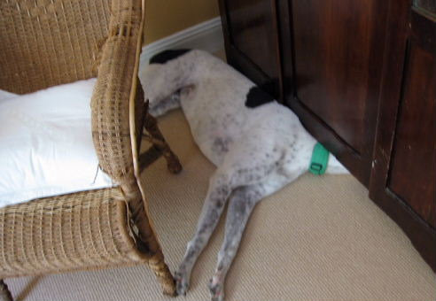 犬さんは、隠れるのが苦手！！と実感する写真
