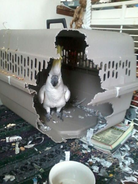 超可愛い動物たちに癒される写真