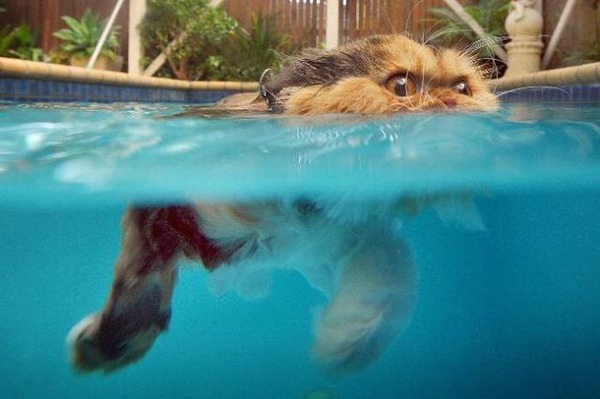 猫は水が苦手は嘘？？水泳を楽しんでいるかもしれない可愛い猫達の写真