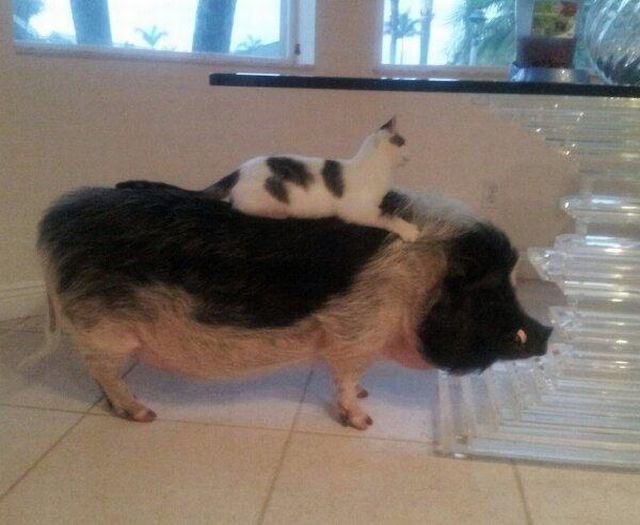 動物たちの本当に可愛らしい写真