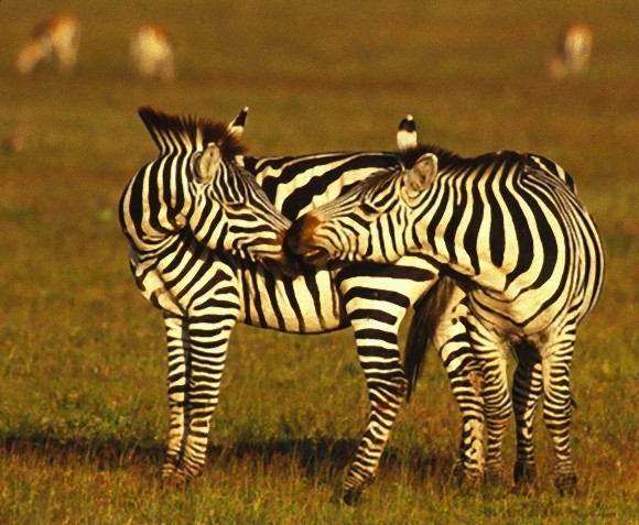 動物たちがキスする写真