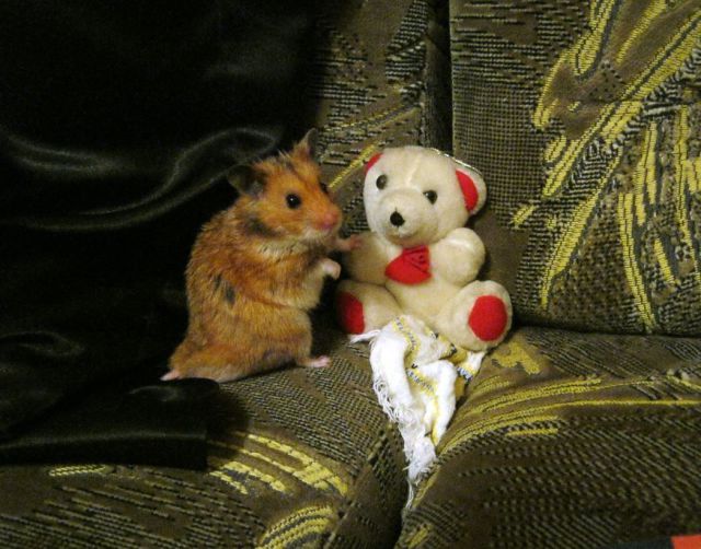 超可愛い動物たちに癒される写真