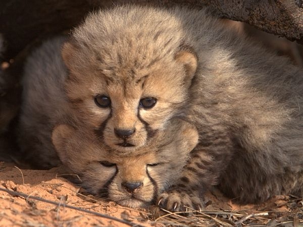 ふかふかした可愛すぎる動物画像