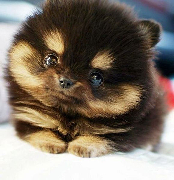 本当に可愛すぎて癒される子犬の写真