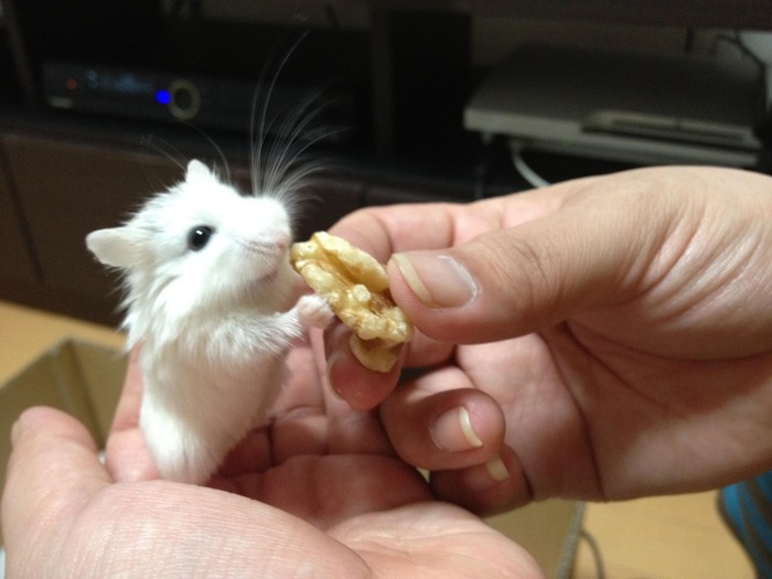 癒しハムスターの可愛い写真