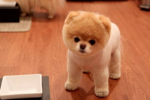 ヘアカットで失敗した惨めな動物たち