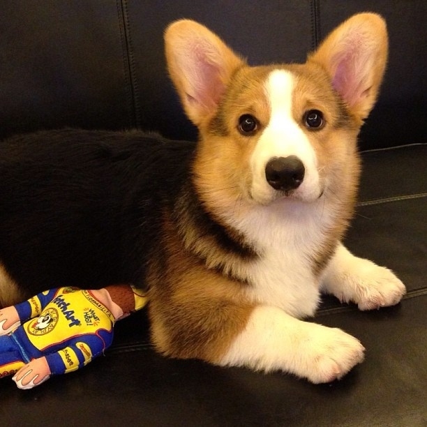 やっぱり可愛いコーギー犬