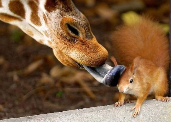良くこんな画像を撮影したなという動物の写真