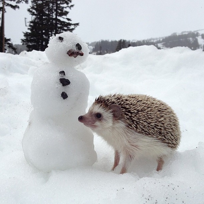 かわいいハリネズミには旅をさせる写真