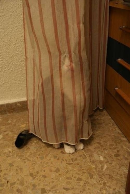 かくれんぼする動物が可愛すぎる写真